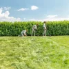 Bosch Grästrimmer Universalgrasscut 18V med 1x2,5Ah batteri & laddare