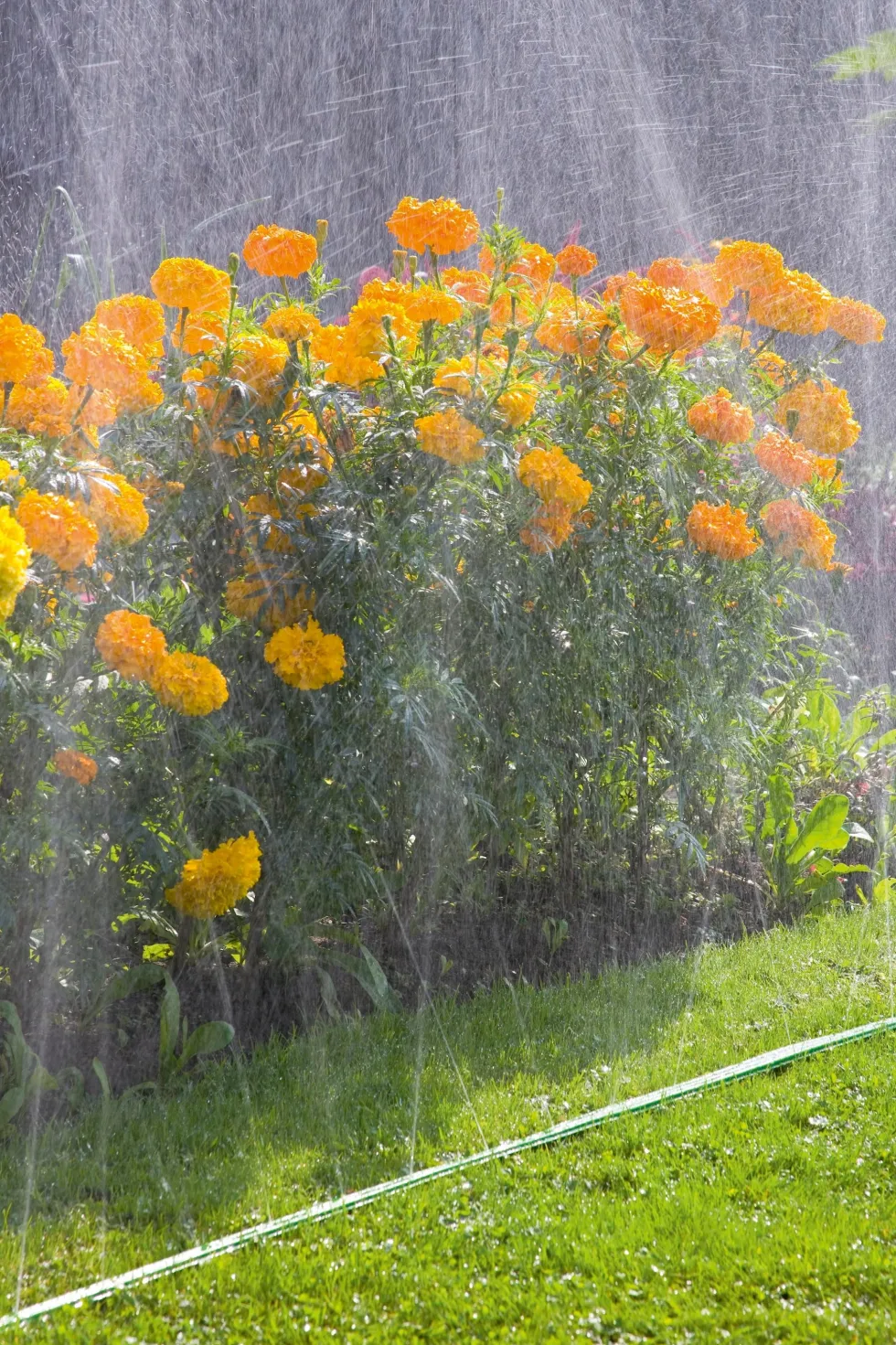 Gardena Sprinklerslang 15 m Grön