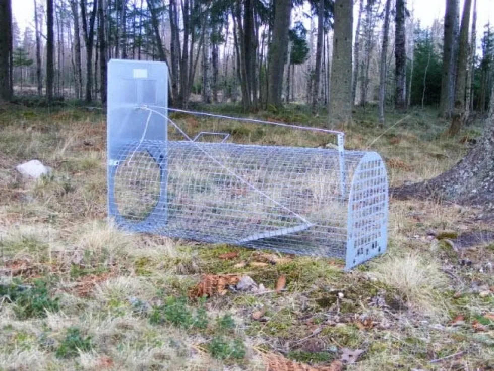 Lotin Grävlingfälla, monterad