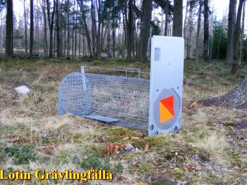 Lotin Grävlingfälla omonterad