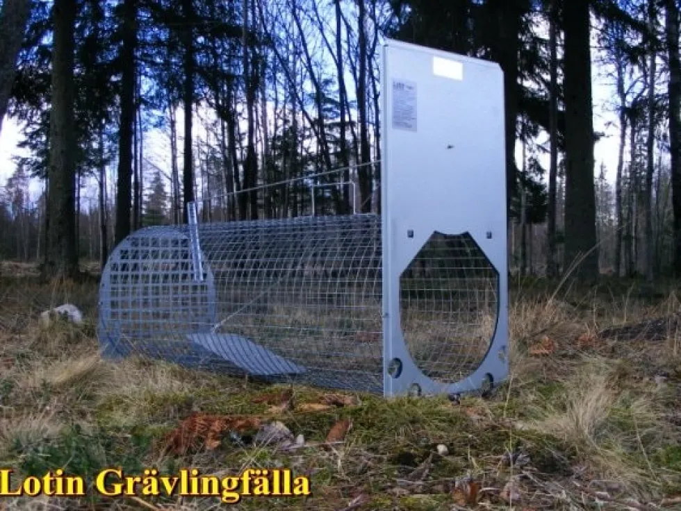 Lotin Grävlingfälla omonterad