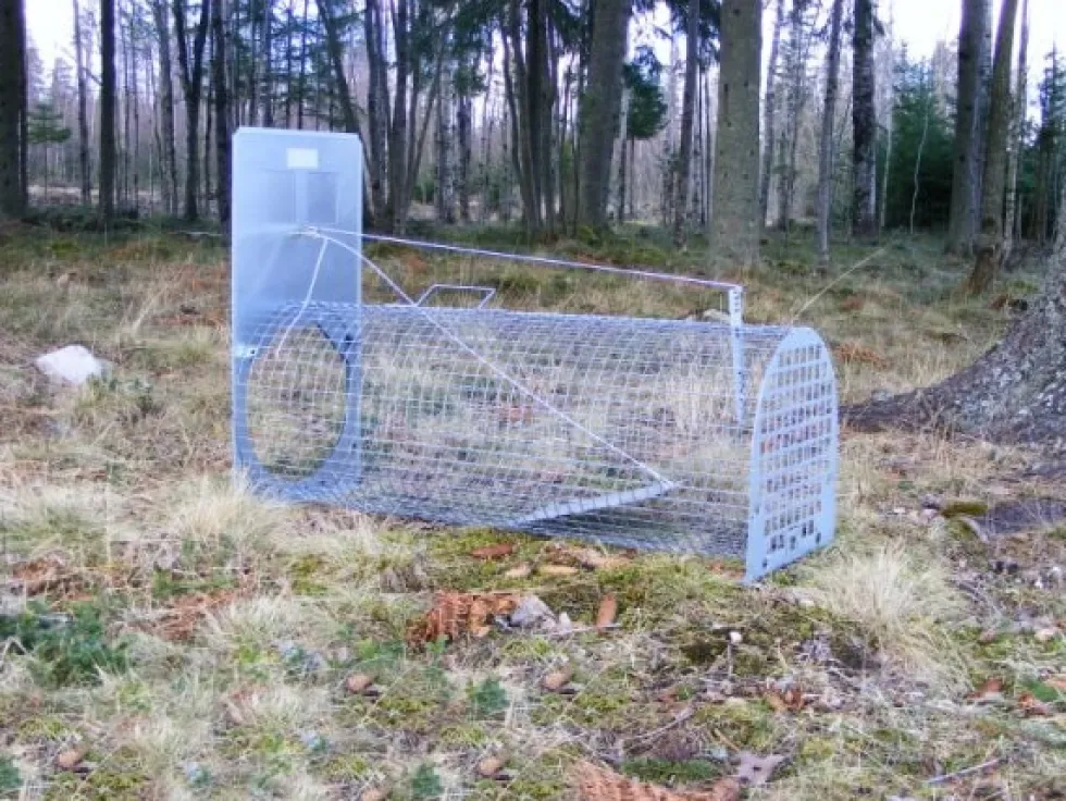 Lotin Grävlingfälla omonterad