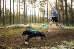 Non-Stop Dogwear Bungee Leash, Aqua, 2,8m