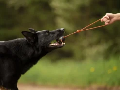 Non-Stop Dogwear Dog ball on rope