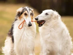 Non-Stop Dogwear Dog ball on rope