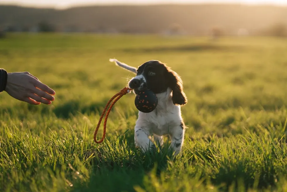 Non-Stop Dogwear Dog ball on rope