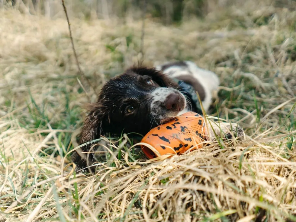 Non-Stop Dogwear Dog throw toy