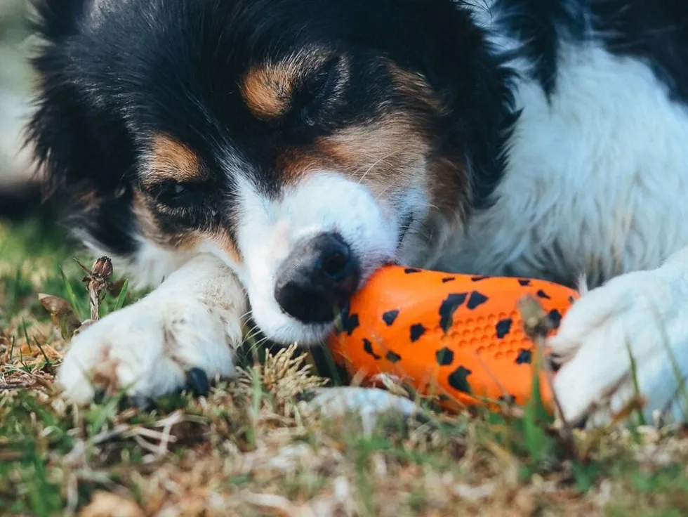 Non-Stop Dogwear Dog throw toy