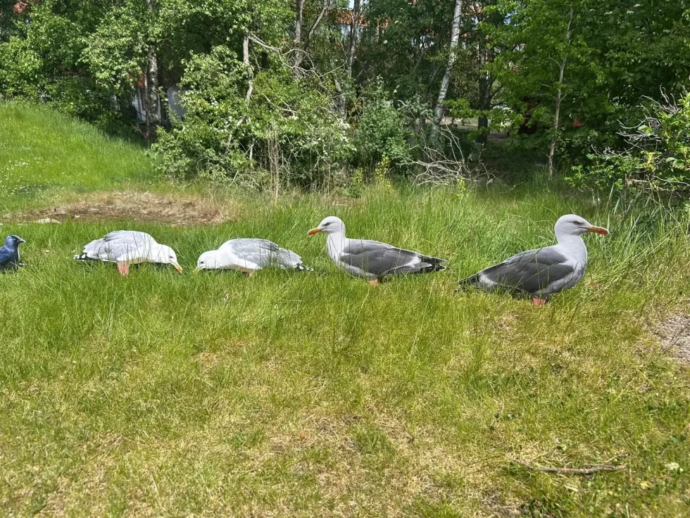Siluettbulvan Mås 2-pack – Lockfågel