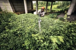 Stihl HLA 140 Batteridriven Stånghäcksax
