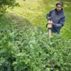 Stihl HSA 100 Batterihäcksax